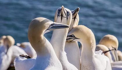 开云下载-张三归队，球队声势大涨迎战CBA新赛季，张三贴吧