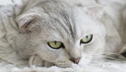 kaiyun.com-波黑击败乌克兰队，晋级欧国杯半决赛，波黑击败乌克兰队,晋级欧国杯半决赛是哪一场