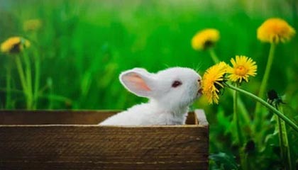 kaiyun.com-波黑击败乌克兰队，晋级欧国杯半决赛，波黑击败乌克兰队,晋级欧国杯半决赛是哪一场